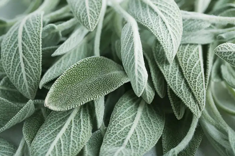 Clary Sage