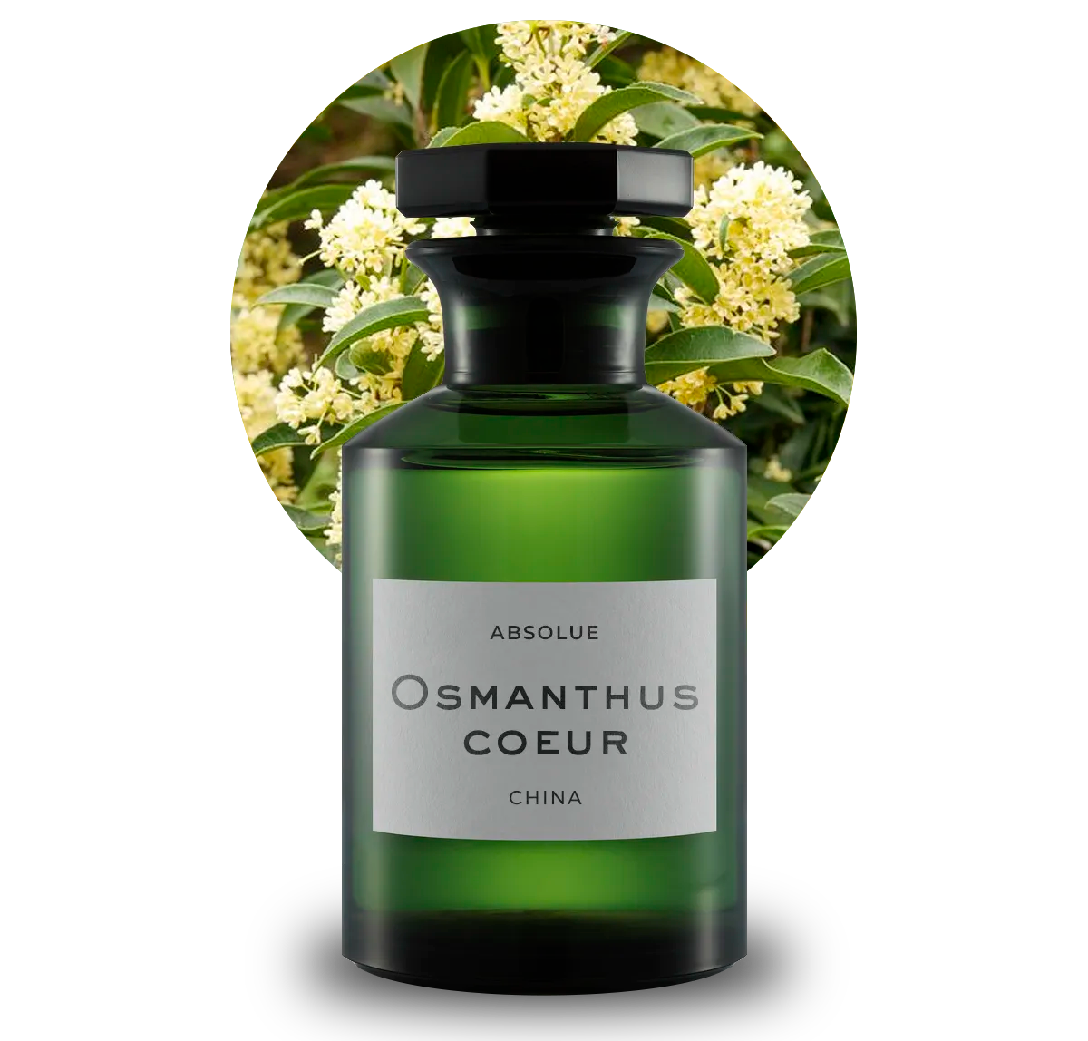 Osmanthus