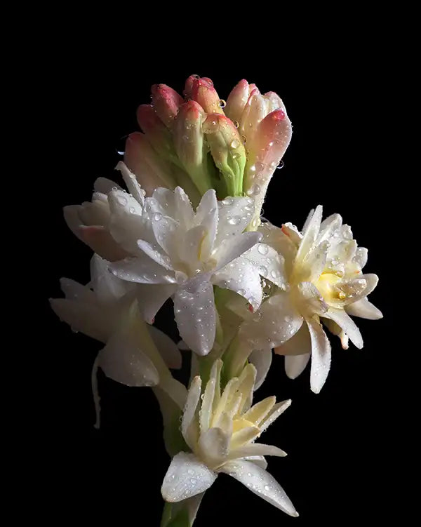 Tuberose
